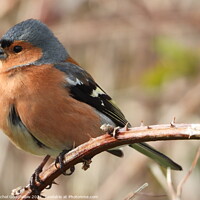 Buy canvas prints of Perched Chaffinch by Rachel Goodfellow
