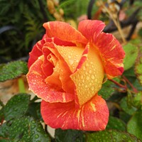 Buy canvas prints of Rose in the Morning Dew by Rachel Goodfellow