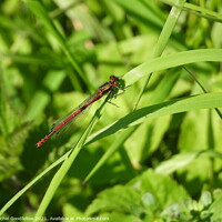 Buy canvas prints of Large Red Damselfly by Rachel Goodfellow