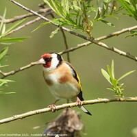 Buy canvas prints of Goldfinch  by Rachel Goodfellow