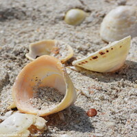 Buy canvas prints of Shore Shells by Rachel Goodfellow
