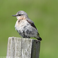 Buy canvas prints of Young Northern Wheatear by Rachel Goodfellow