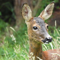 Buy canvas prints of Roe Deer in the grass by Rachel Goodfellow