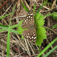 Buy canvas prints of Speckled Wood by Rachel Goodfellow