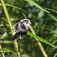 Buy canvas prints of Long-tailed Tit by Rachel Goodfellow