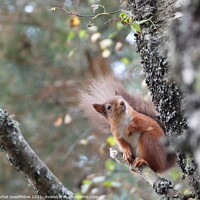Buy canvas prints of Red squirrel on a branch by Rachel Goodfellow