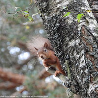 Buy canvas prints of A squirrel on a branch by Rachel Goodfellow