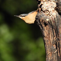 Buy canvas prints of Nuthatch by Rachel Goodfellow
