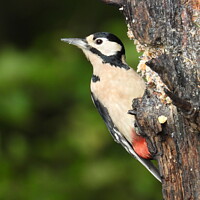 Buy canvas prints of Woodpecker by Rachel Goodfellow