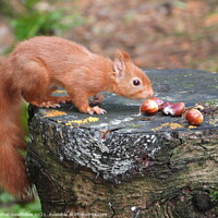 Buy canvas prints of Snacking Squirrel  by Rachel Goodfellow