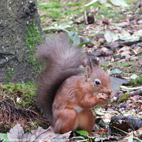 Buy canvas prints of Red Squirrel by Rachel Goodfellow