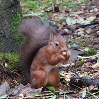 Buy canvas prints of Red Squirrel  by Rachel Goodfellow