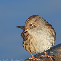 Buy canvas prints of Dunnock on the fence by Rachel Goodfellow
