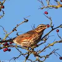 Buy canvas prints of Redwing  by Rachel Goodfellow