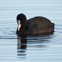 Buy canvas prints of Coot by Rachel Goodfellow