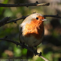 Buy canvas prints of Spring Robin by Rachel Goodfellow