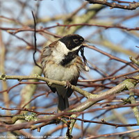 Buy canvas prints of Posing Reed Bunting  by Rachel Goodfellow