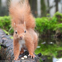 Buy canvas prints of Red Squirrel on a log by Rachel Goodfellow