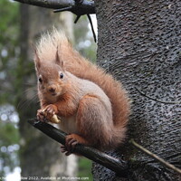 Buy canvas prints of Red Squirrel  by Rachel Goodfellow