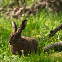 Buy canvas prints of Hare in the woods by Rachel Goodfellow