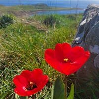 Buy canvas prints of Poppies by the sea by Rachel Goodfellow