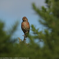 Buy canvas prints of A Linnet sitting on gorse by Rachel Goodfellow