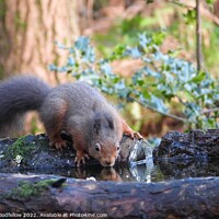 Buy canvas prints of Drinking Squirrel by Rachel Goodfellow