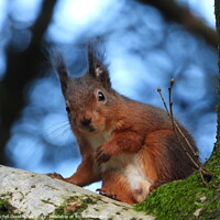 Buy canvas prints of A squirrel standing on a branch by Rachel Goodfellow