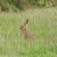 Buy canvas prints of Hare in the grass by Rachel Goodfellow