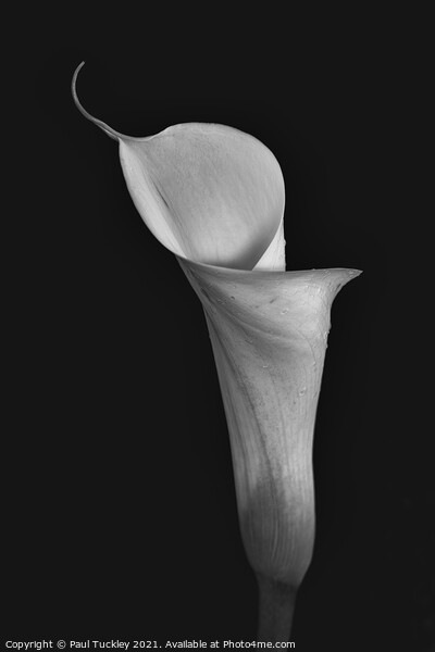 Isolated Lily - 1  Picture Board by Paul Tuckley