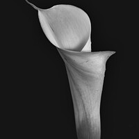 Buy canvas prints of Isolated Lily - 1  by Paul Tuckley