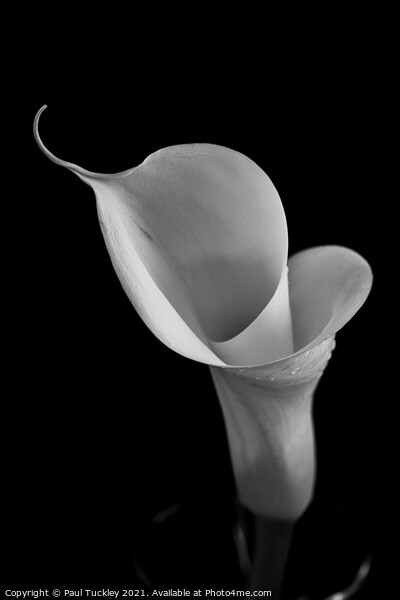Isolated Lily - 2 Picture Board by Paul Tuckley