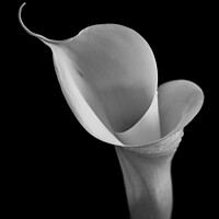 Buy canvas prints of Isolated Lily - 2 by Paul Tuckley