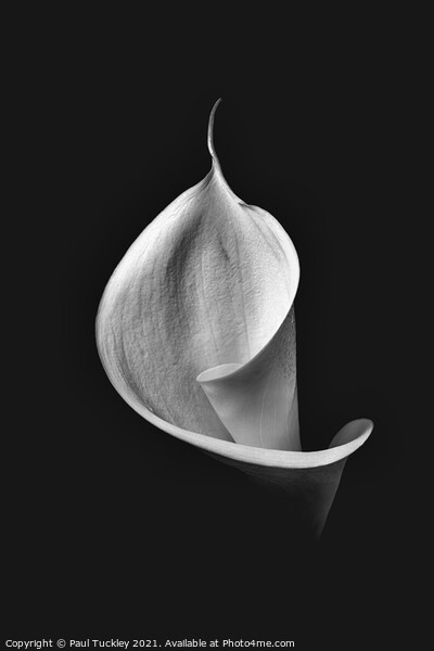 Isolated Lily -3  Picture Board by Paul Tuckley