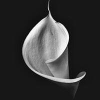Buy canvas prints of Isolated Lily -3  by Paul Tuckley