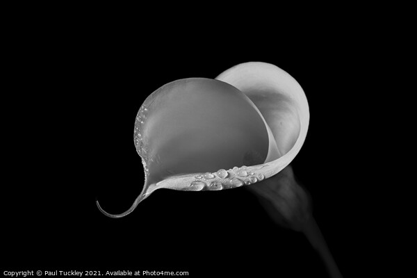 Isolated Lily - 6 Picture Board by Paul Tuckley