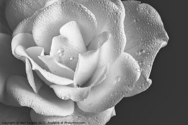 Raindrops on White Rose  Picture Board by Paul Tuckley