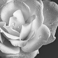 Buy canvas prints of Raindrops on White Rose  by Paul Tuckley
