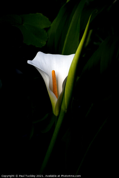 Arum Lily  Picture Board by Paul Tuckley