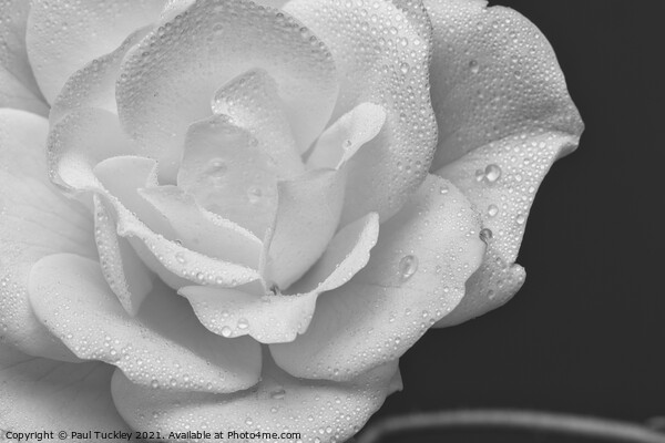 Raindrops on a White Rose 2  Picture Board by Paul Tuckley