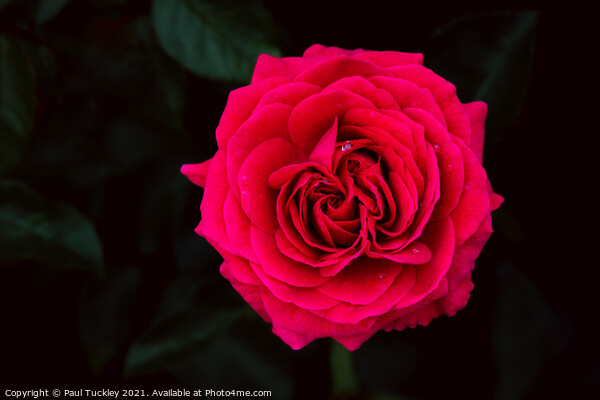 Red Garden Rose  Picture Board by Paul Tuckley