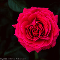 Buy canvas prints of Red Garden Rose  by Paul Tuckley