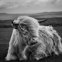 Buy canvas prints of Highland Cow  by Paul Tuckley