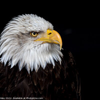 Buy canvas prints of Portrait of an American Bald Eagle by Paul Tuckley