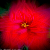 Buy canvas prints of Hibiscus by Paul Tuckley