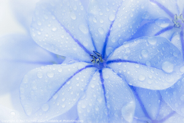 Plumbago Flower with water droplets Picture Board by Paul Tuckley