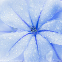 Buy canvas prints of Plumbago Flower with water droplets by Paul Tuckley