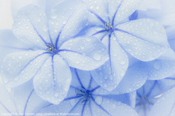 Group of Plumbago Flowers  Picture Board by Paul Tuckley