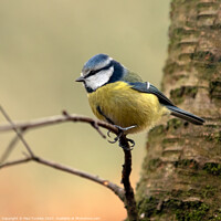 Buy canvas prints of  A Beautiful Eurasian Blue Tit Sits Perched on a B by Paul Tuckley