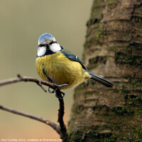 Buy canvas prints of A beautiful Eurasian Blue Tit sits perched on a br by Paul Tuckley